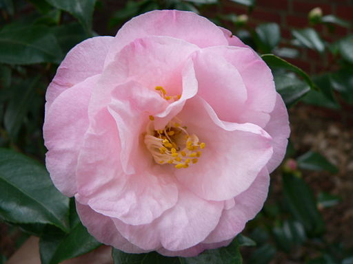 Abutilon