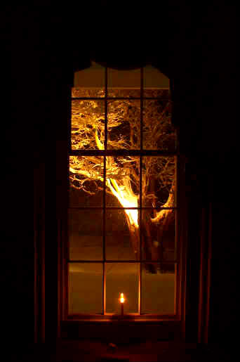 Candle_and_the_Crape_Myrtle_in_Snow