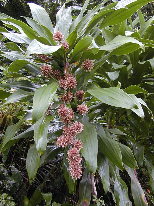 “Dracena”