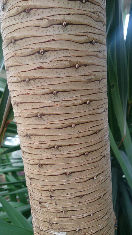 “Dracena”