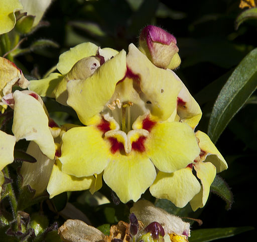 Gura Leului antirrhinum majus