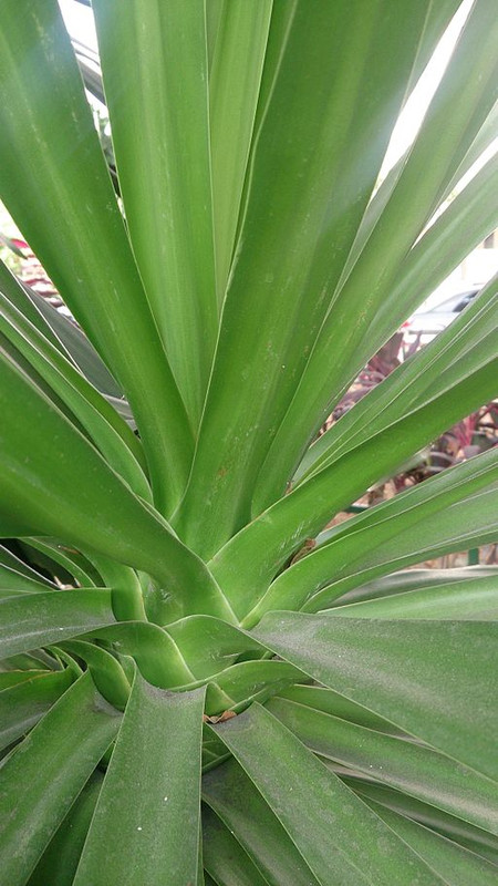 “Dracena”