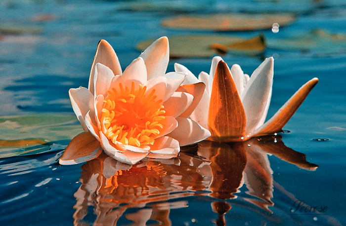 01_Mai18waterlily.png
