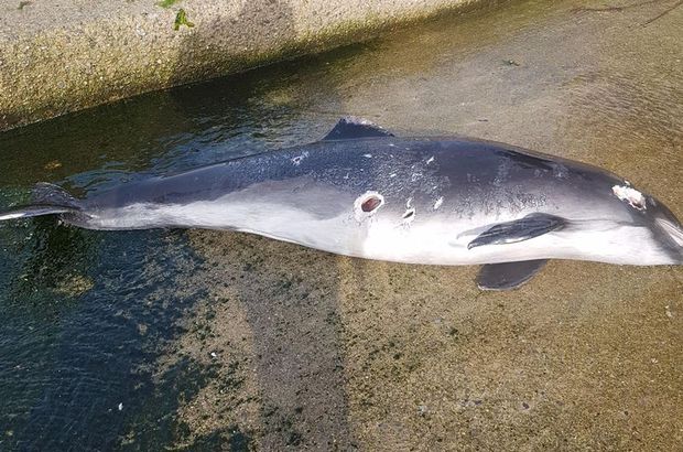 Kocaeli'de Bir Yunus Balığı 5 Kurşunla Vurularak Öldürüldü