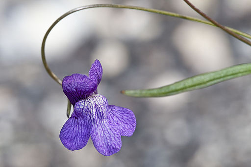 Gura Leului antirrhinum kelloggii