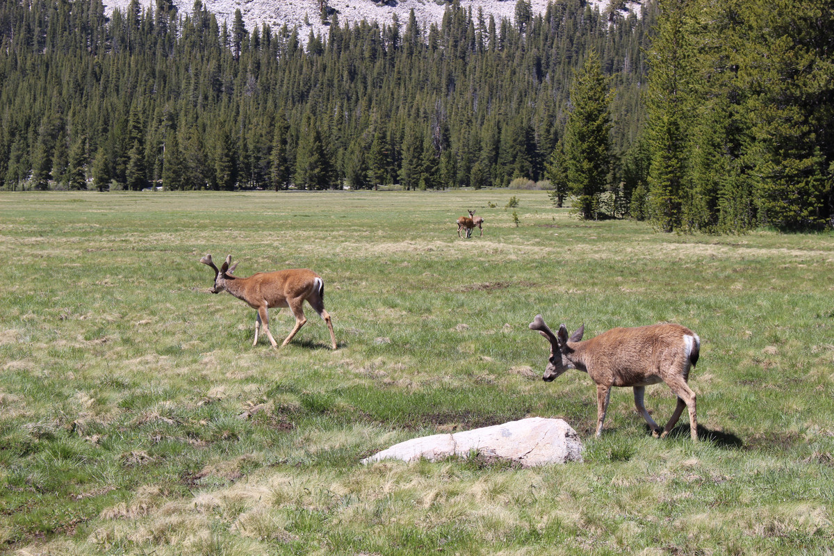 Costa Oeste + Polinesia Francesa - Blogs de USA - Dia 4. Yosemite - Mammoth Lake (16)