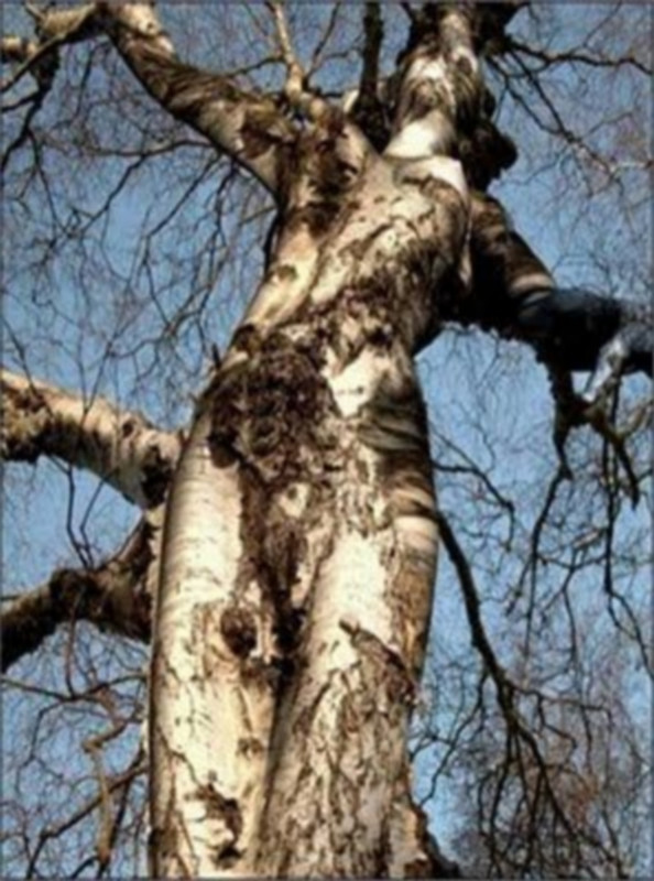 agaclar_3.jpg
