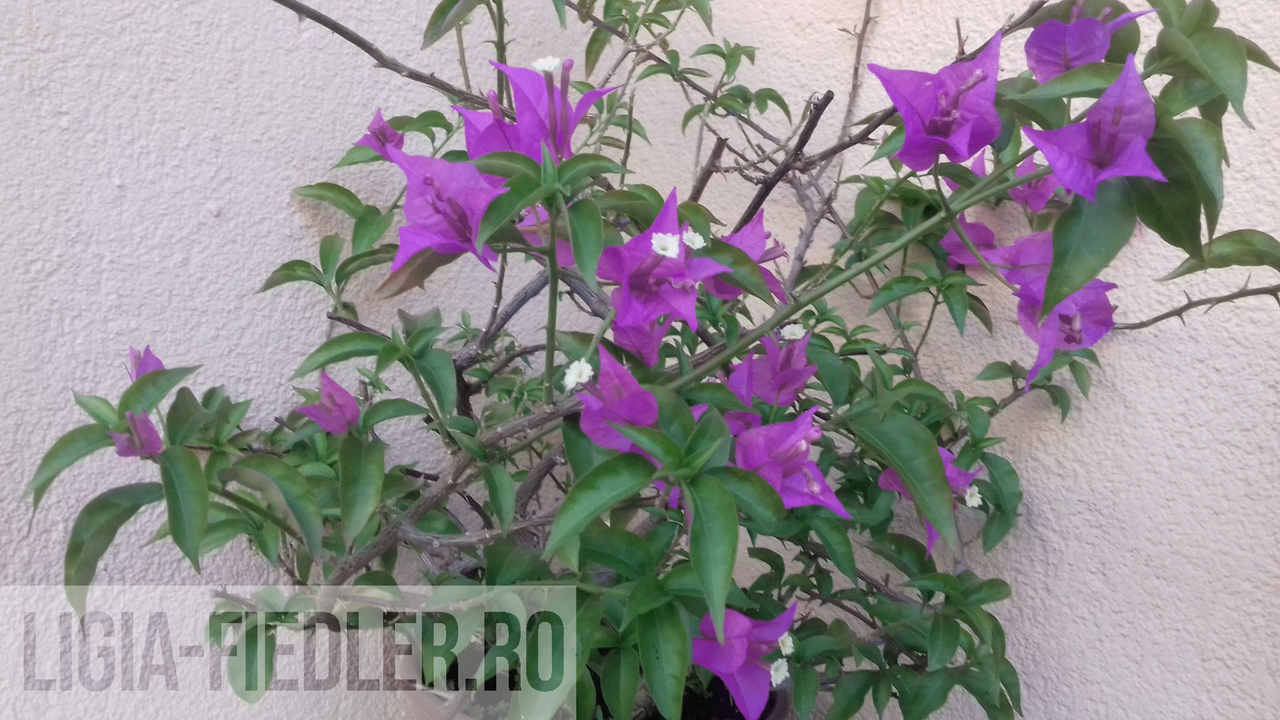 Bougainvillea