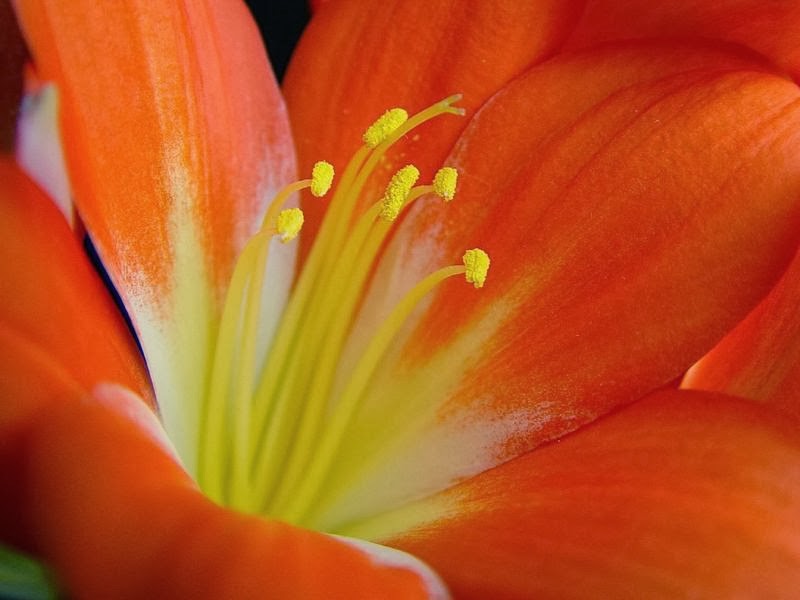 “Clivia”