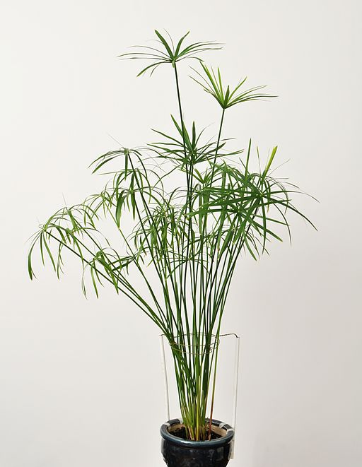 “Cyperus”