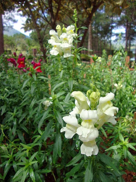 Gura Leului antirrhinum majus
