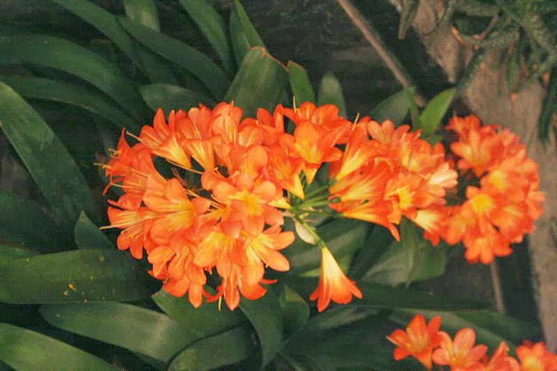 “Clivia”