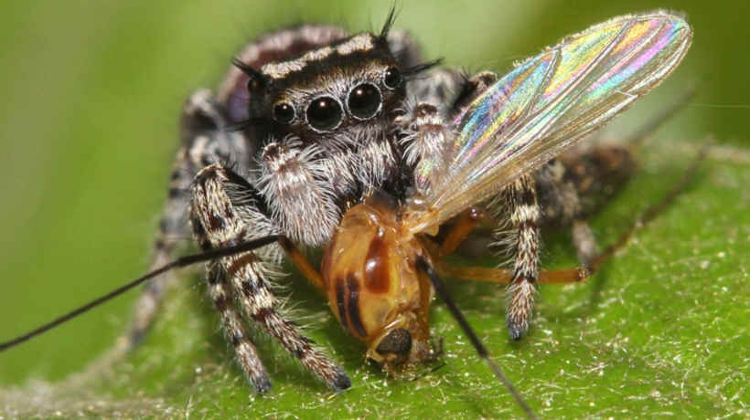 Örümcekler Yılda 800 Milyon Ton Böcek Yiyorlar