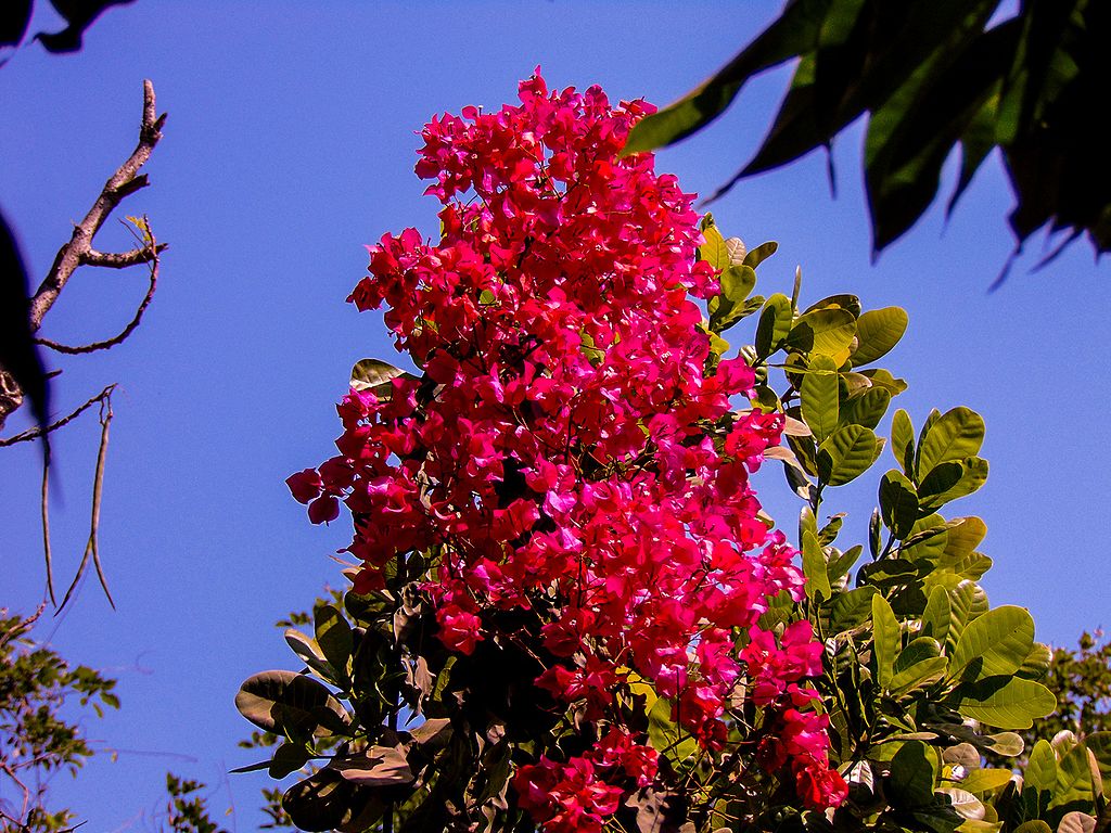 Bougainvillea
