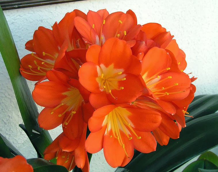 “Clivia”