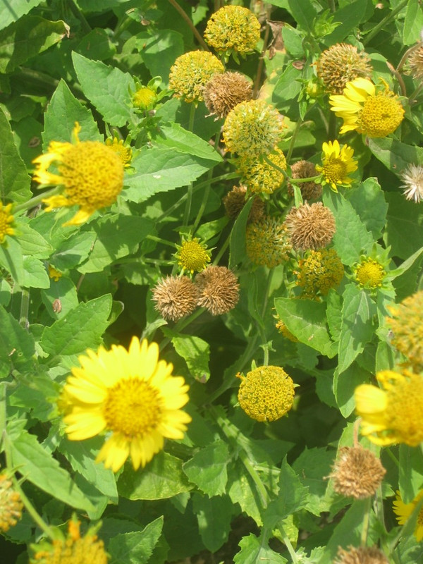 “Rudbeckia”