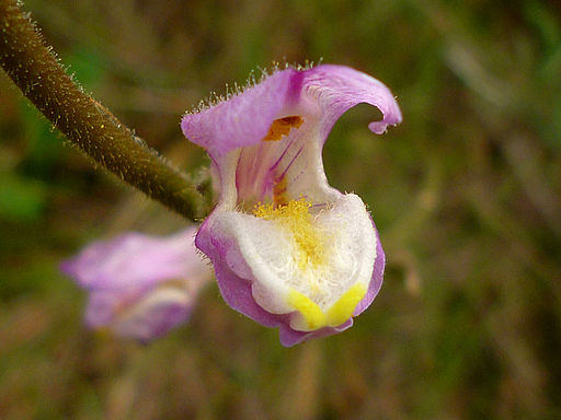 Gura Leului antirrhinum barrelieri