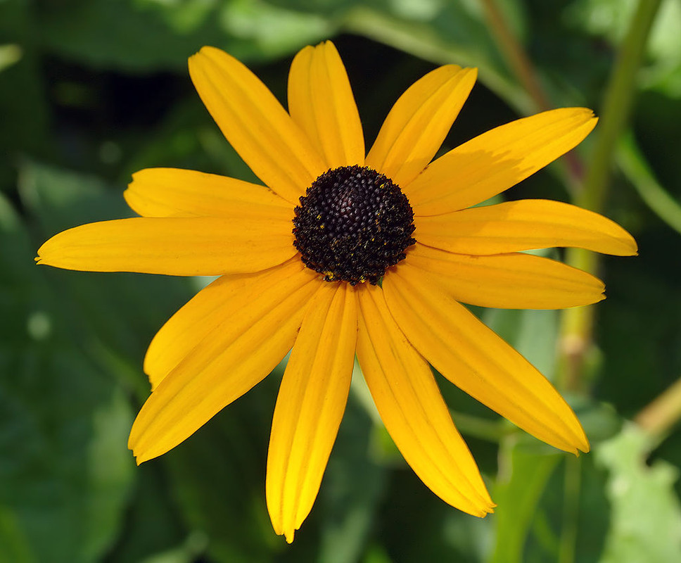“Rudbeckia”