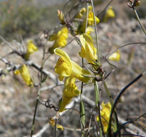 Gura Leului antirrhinum filipes