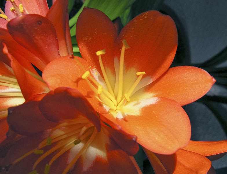 “Clivia”