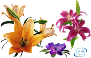 cute_flowers_png_by_lifeblue-d8drifx