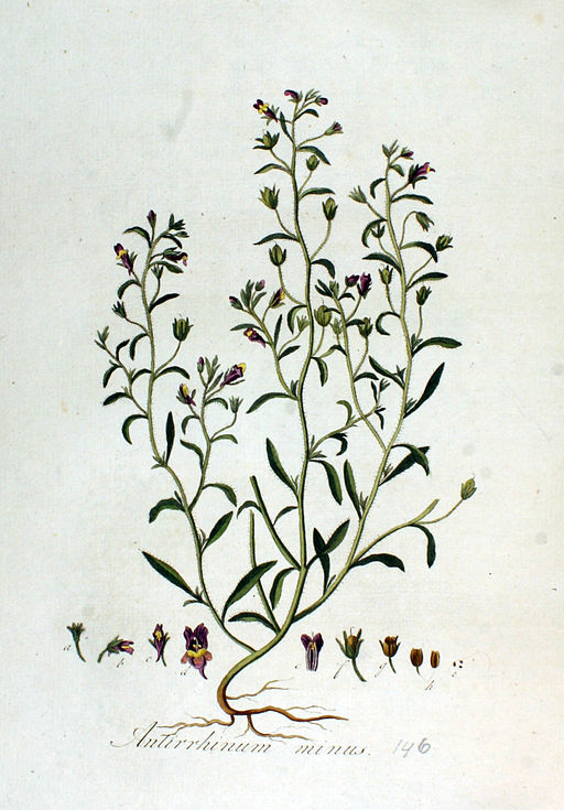 Gura Leului antirrhinum minus