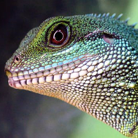 ds9_reptiles_av.jpg