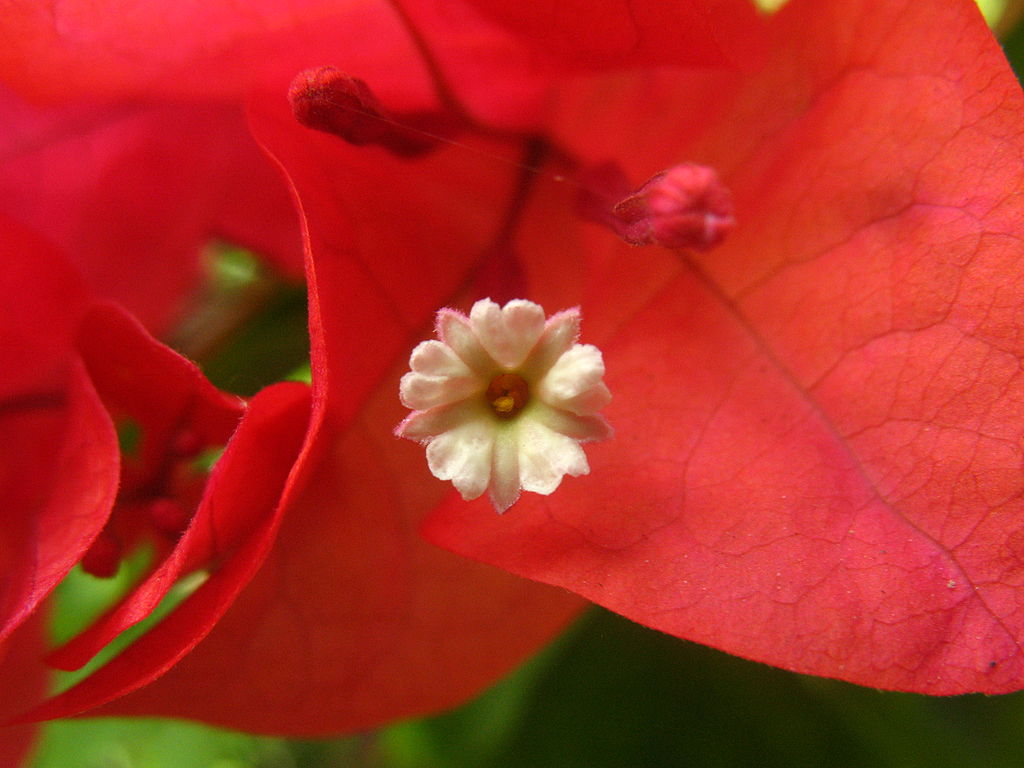 Bougainvillea