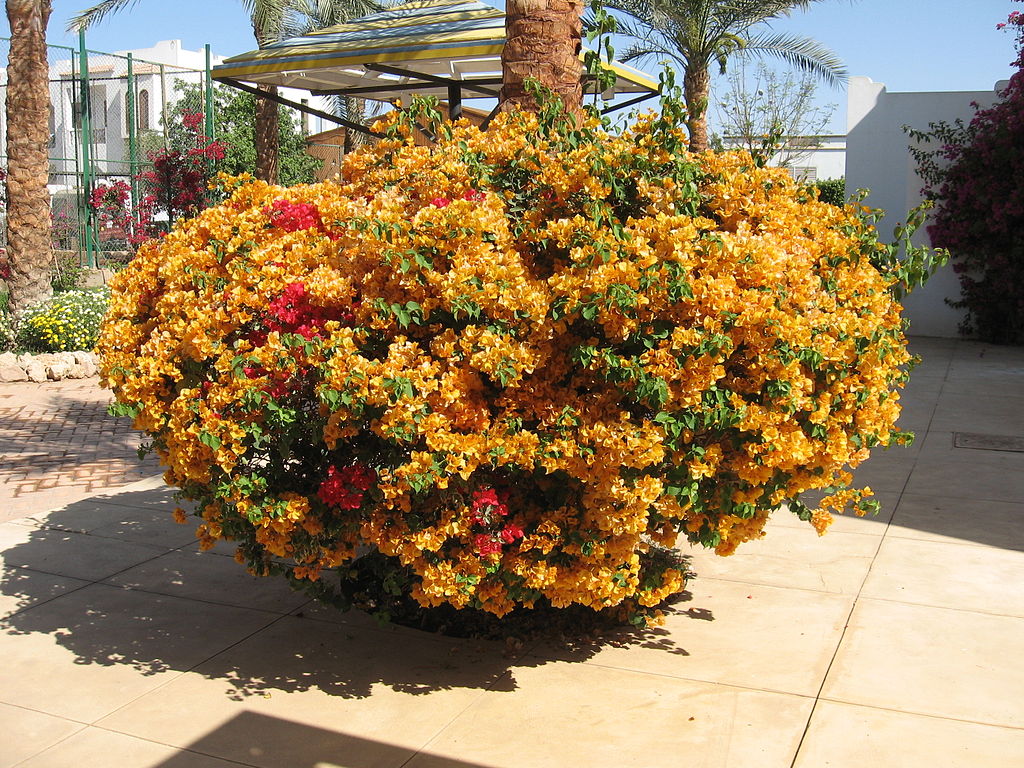Bougainvillea