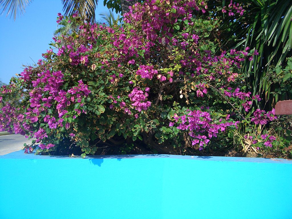 Bougainvillea