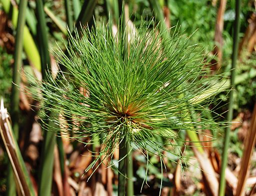 “Cyperus”