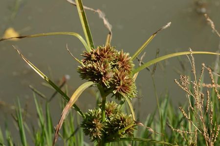 “Cyperus”