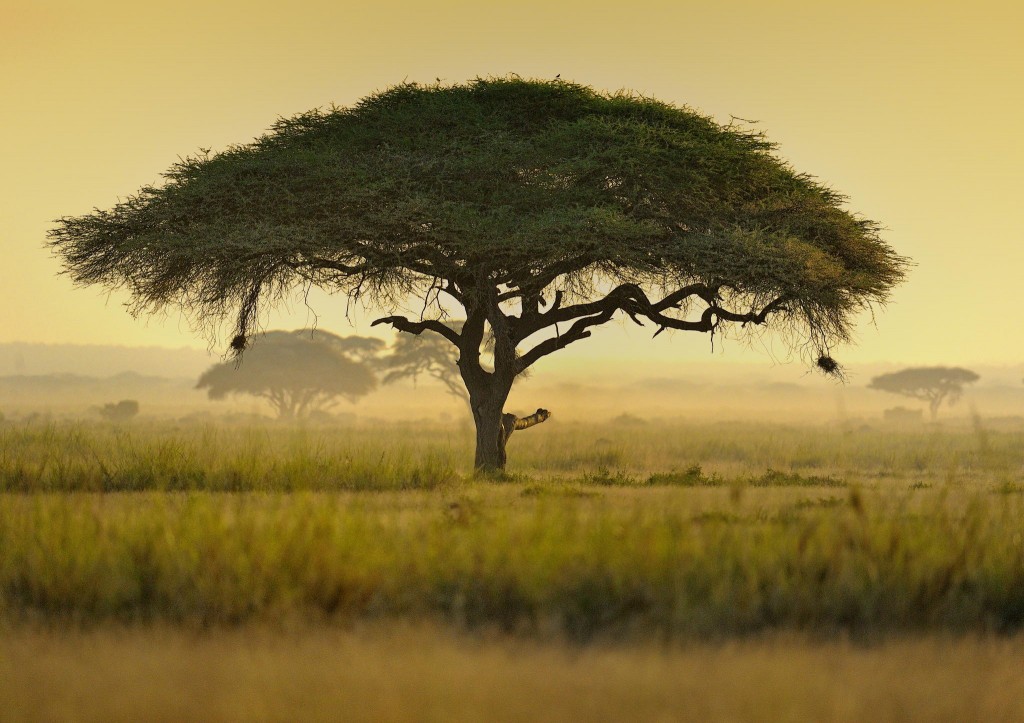 Güney Afrika'nın Katil Akasya Ağaçları