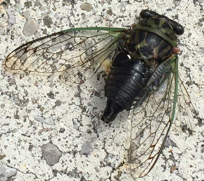 cicada_closeup.jpg