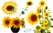 sunflowers_png_by_lifeblue-d7xn6if