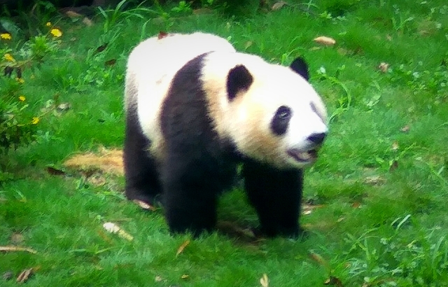 Chengdu: Pandas, Buda y sobredosis de azucar. - Keira en China (5)