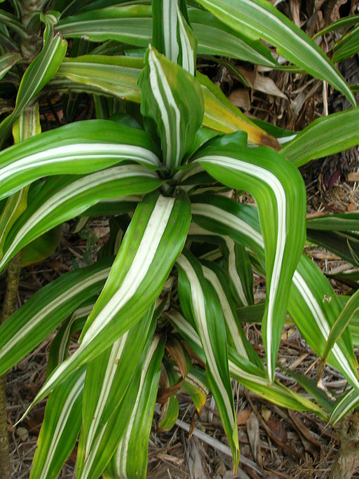 “Dracena”