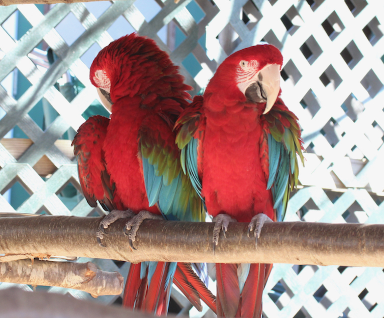 two red macaws with green wings cuddling together on a perch