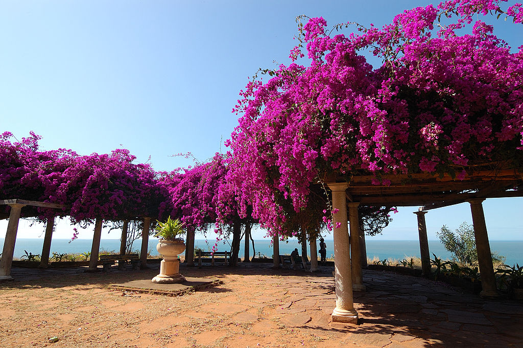 Bougainvillea