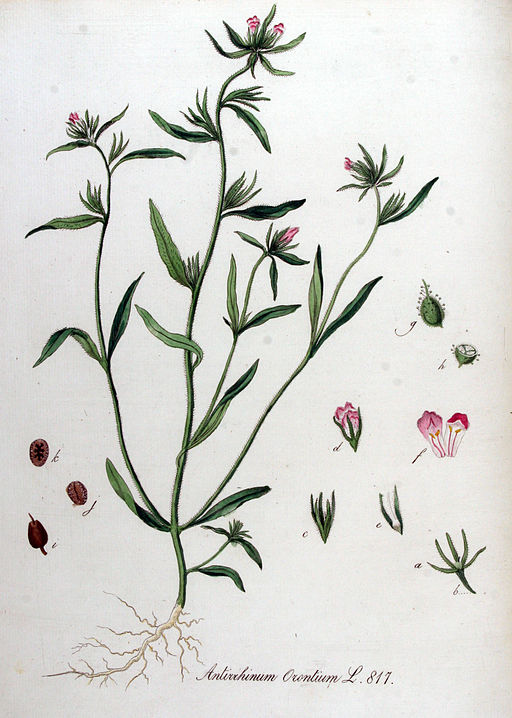 Gura Leului antirrhinum orontium