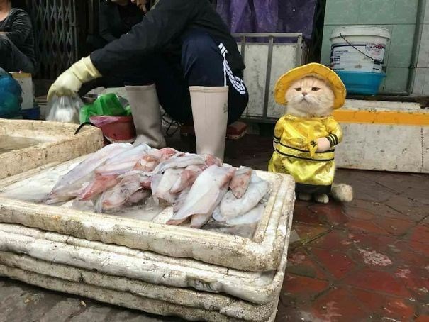 Pazarda Balık Satan Vietnamlı Balıkçı Kedi