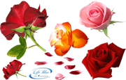 roses_everywhere_png_by_lifeblue-d806b9o