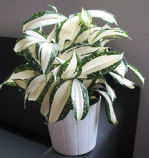 “Dracena”