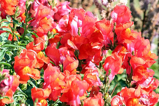 Gura Leului antirrhinum majus