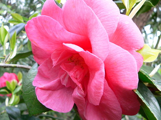 Abutilon