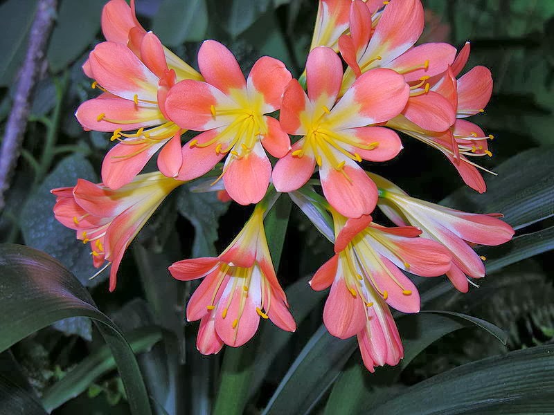 “Clivia”
