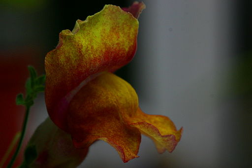Gura Leului antirrhinum majus