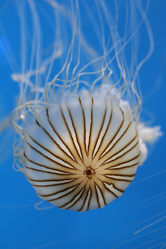 a brown and white striped jelly fish