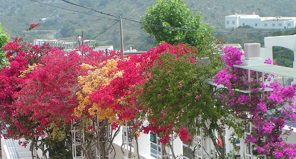 Bougainvillea
