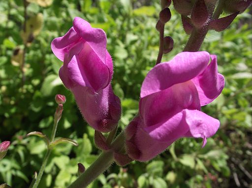 Gura Leului antirrhinum_australe